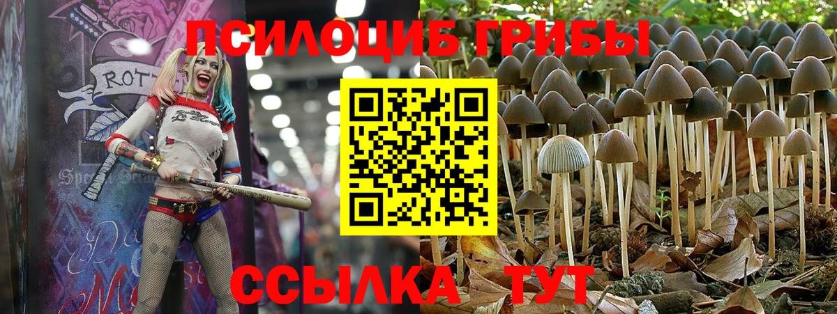 Псилоцибиновые грибы Psilocybine cubensis  Вход с VPN  Ульяновск 